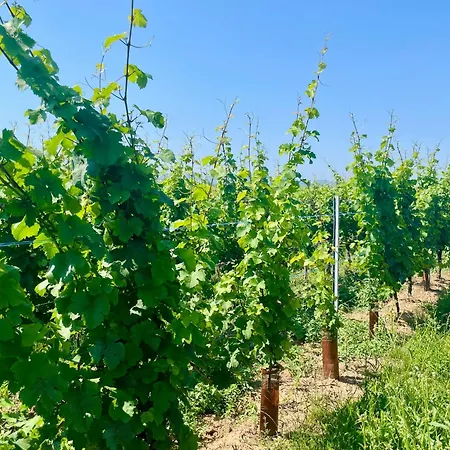 Le Champ Des Reves - Terrasse - Parking Prive 아파트