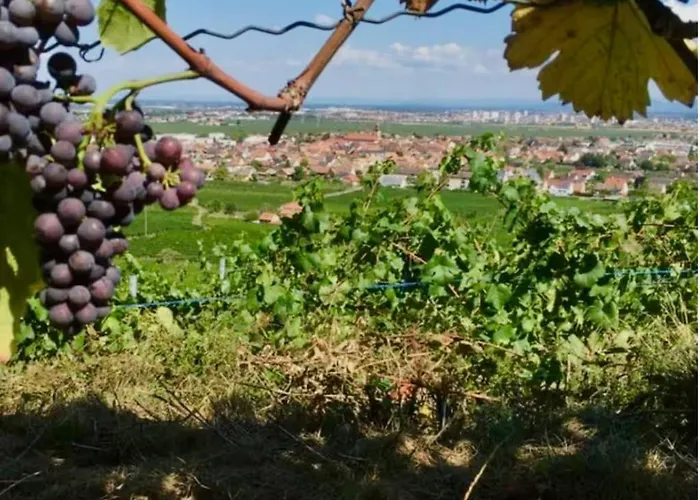Le Champ Des Reves - Terrasse - Parking Prive *